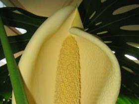 Philodendron-fruit